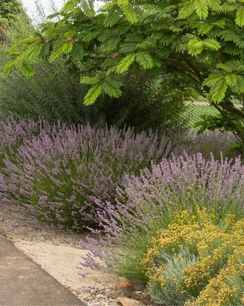 Lavender Pathway