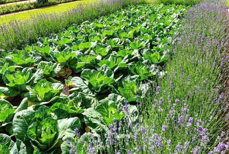 Lavender and Brassicas