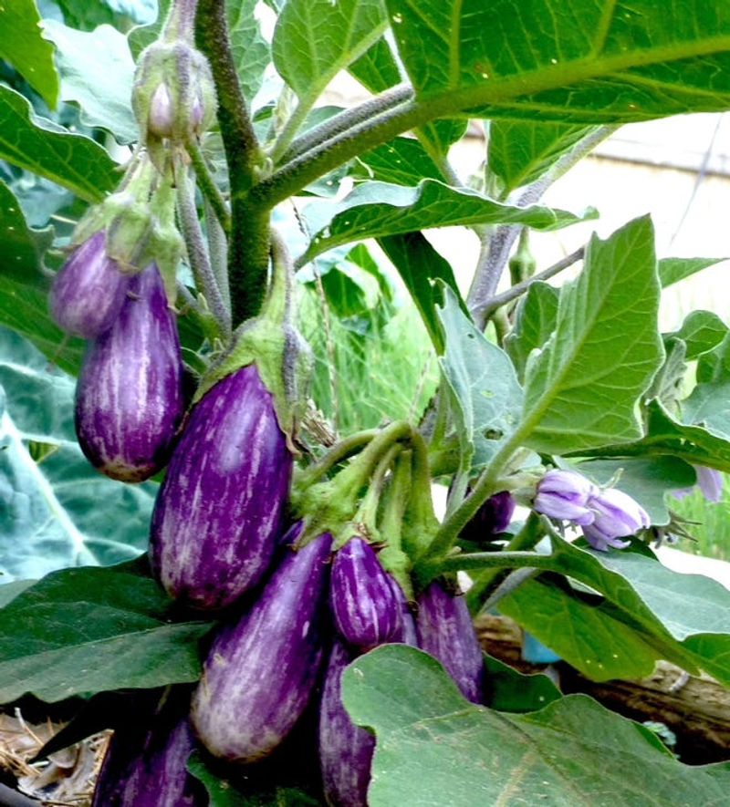 Lavender and Eggplants