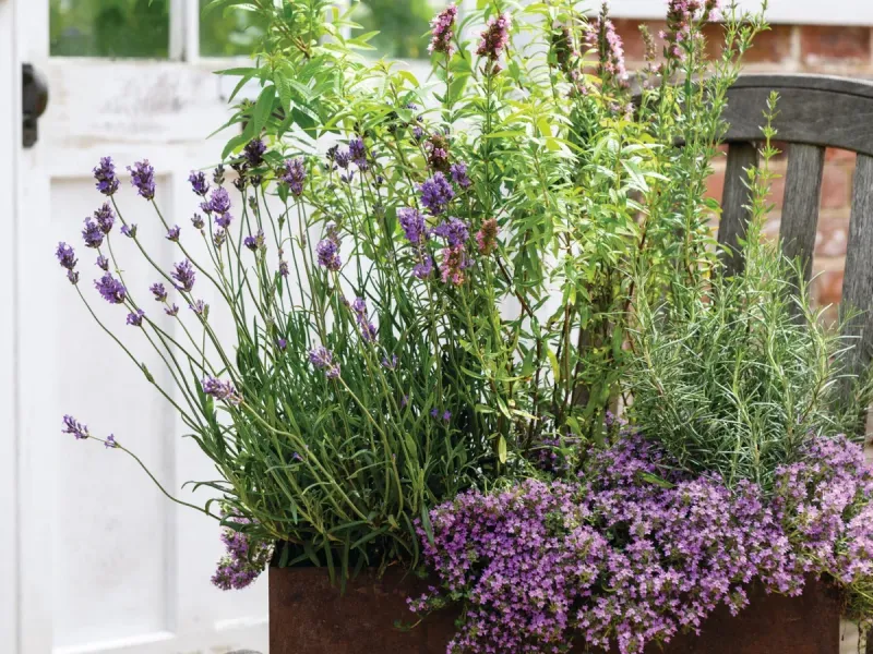 Lavender and Rosemary