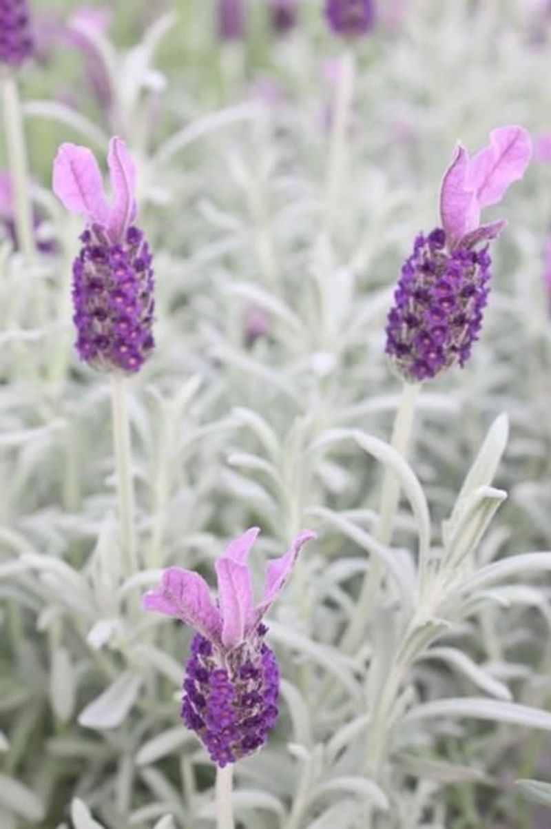 Lavender and Silver: Subtle Sophistication