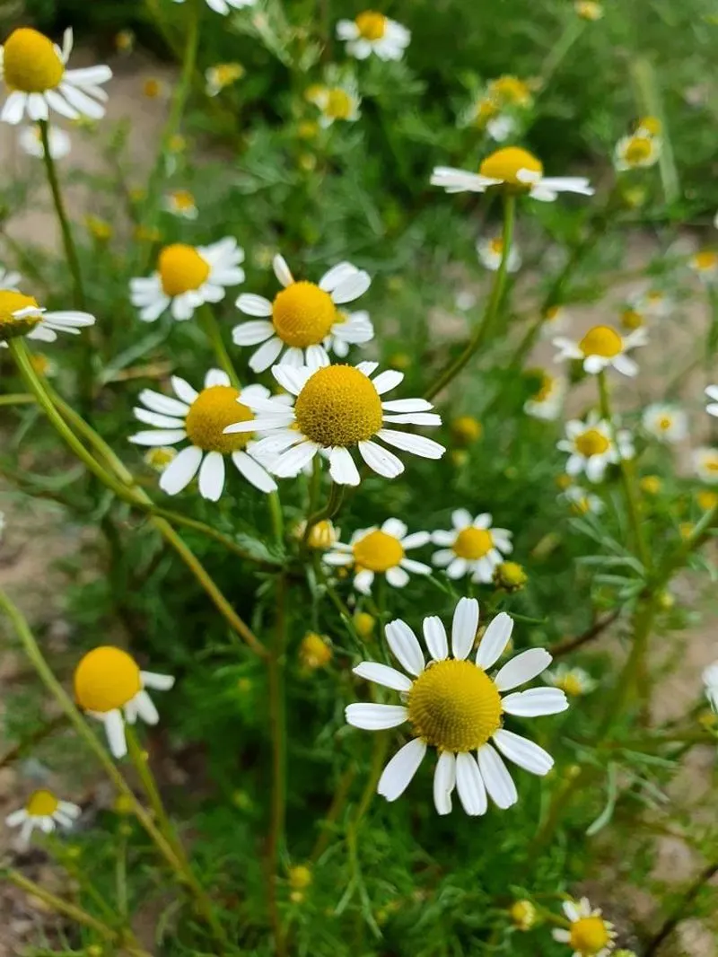 Lawn Camomile
