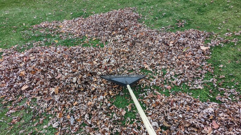 Leaf Cleaning Ritual