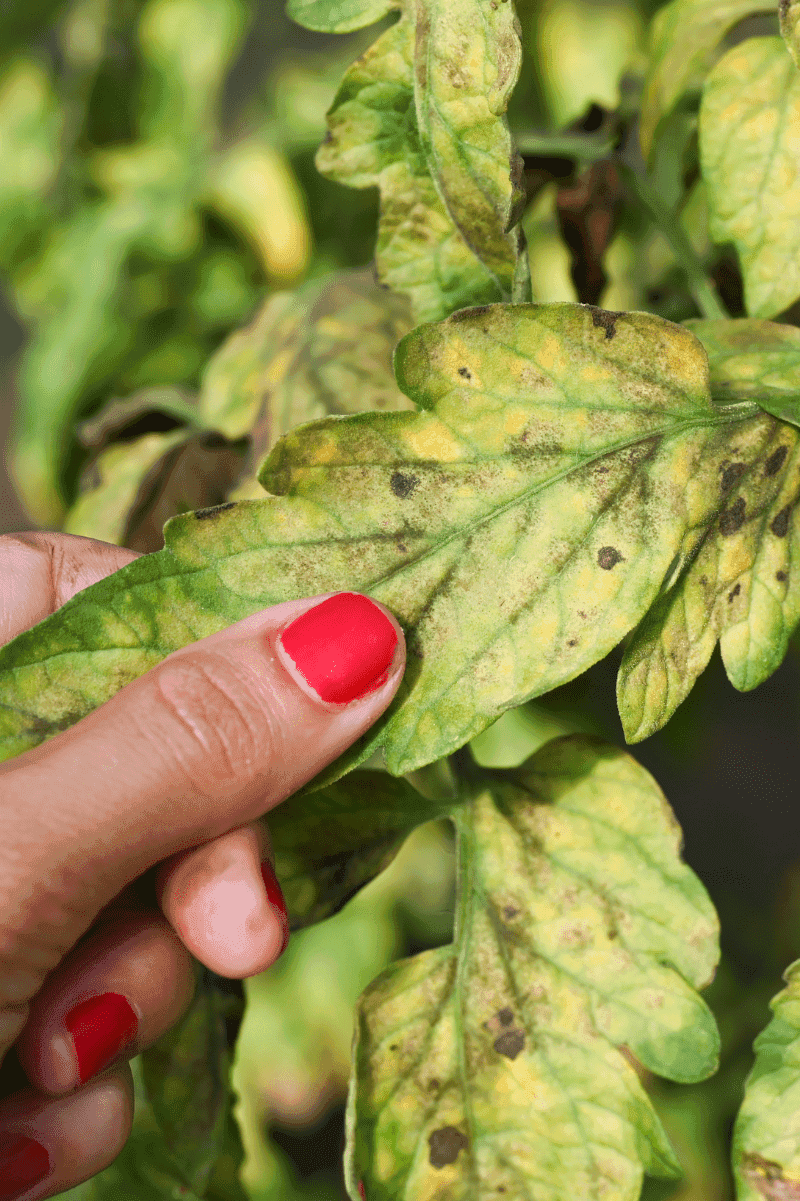 Yellowing Leaves