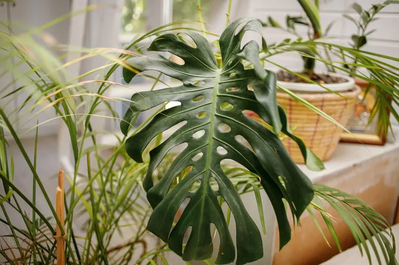 Leaf Curling