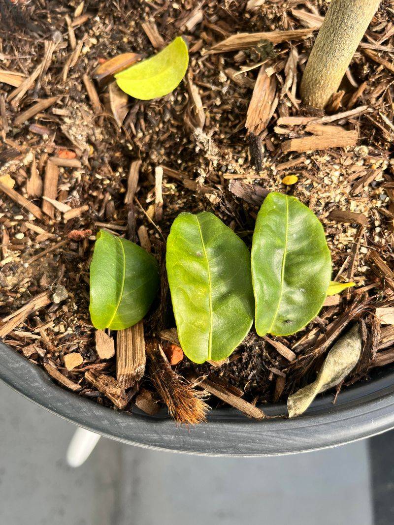 Leaf Drop