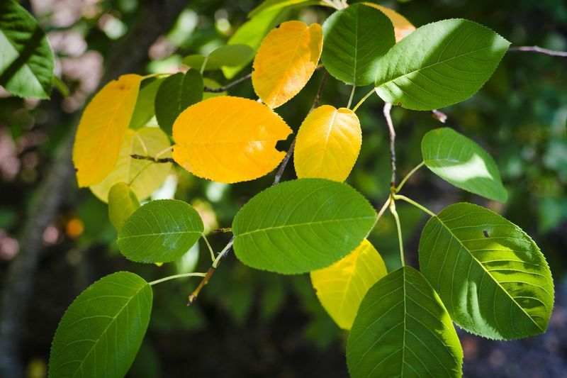 Leaf Drop