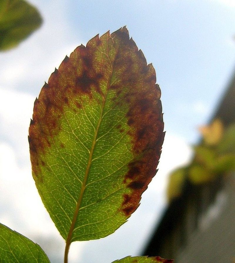 Leaf Edges Browning