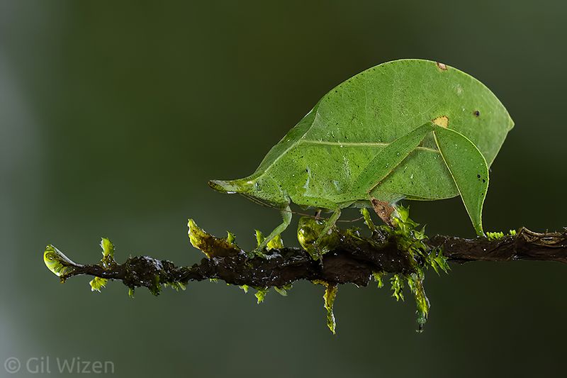 Leaf Insect Mimic