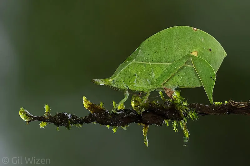 Leaf Insect Mimic