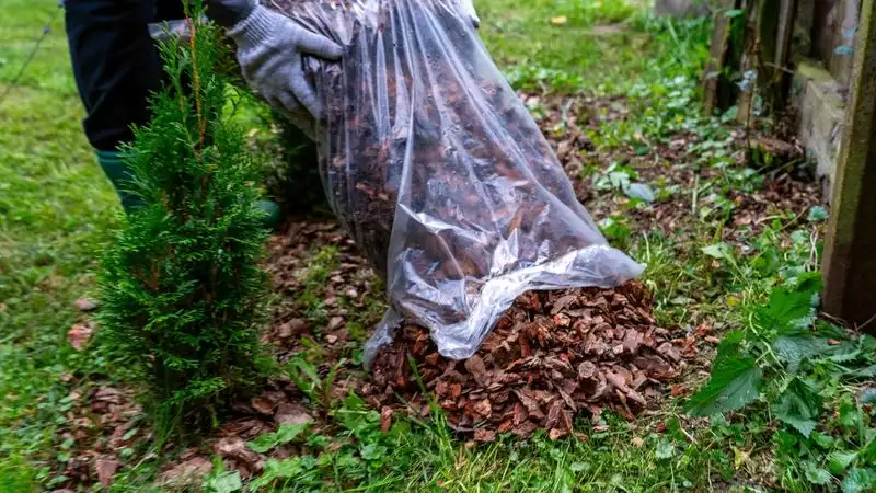 Leaf Mulch from Pruning