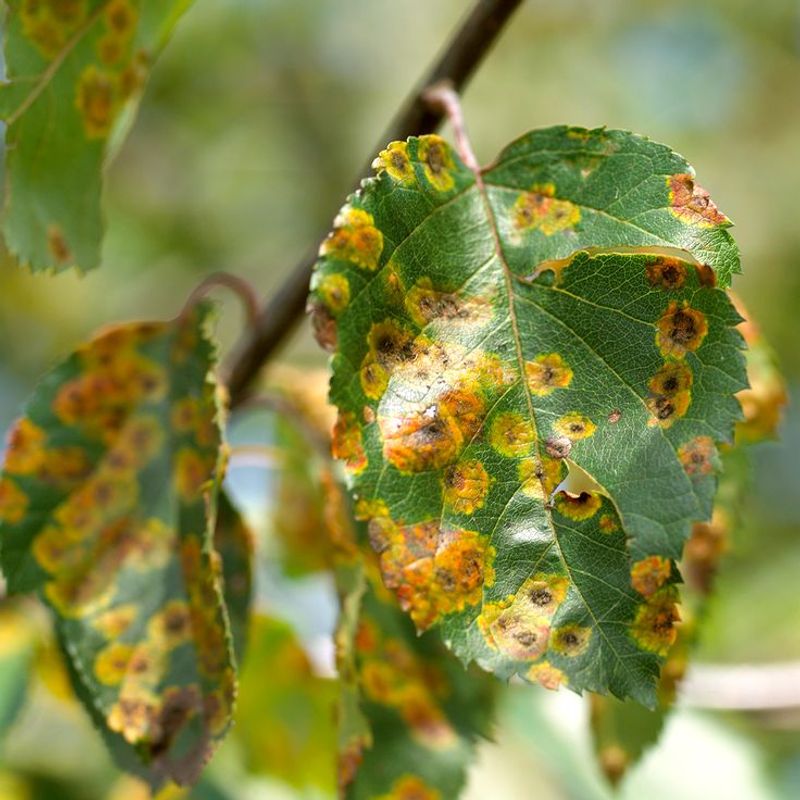 Leaf Spot