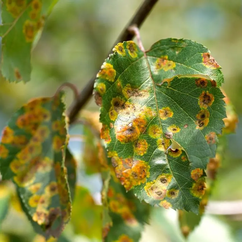 Leaf Spot
