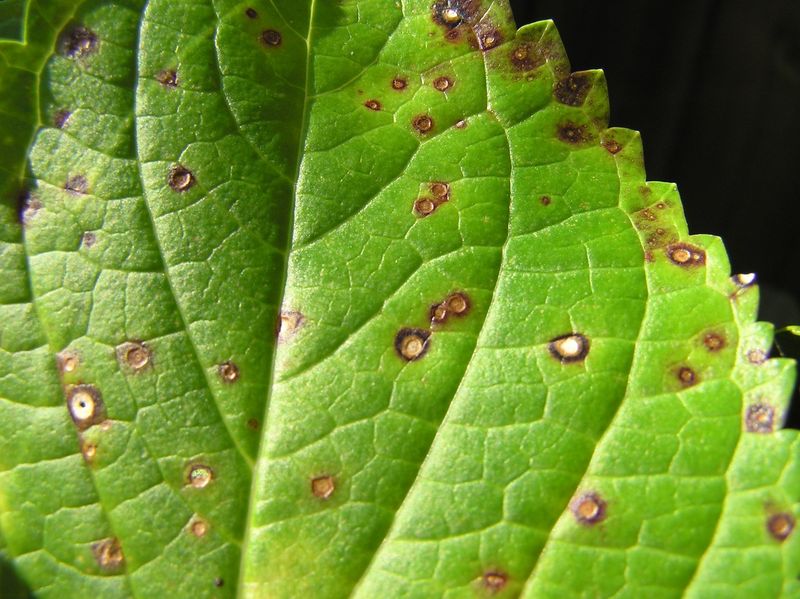 Leaf Spots and Blotches