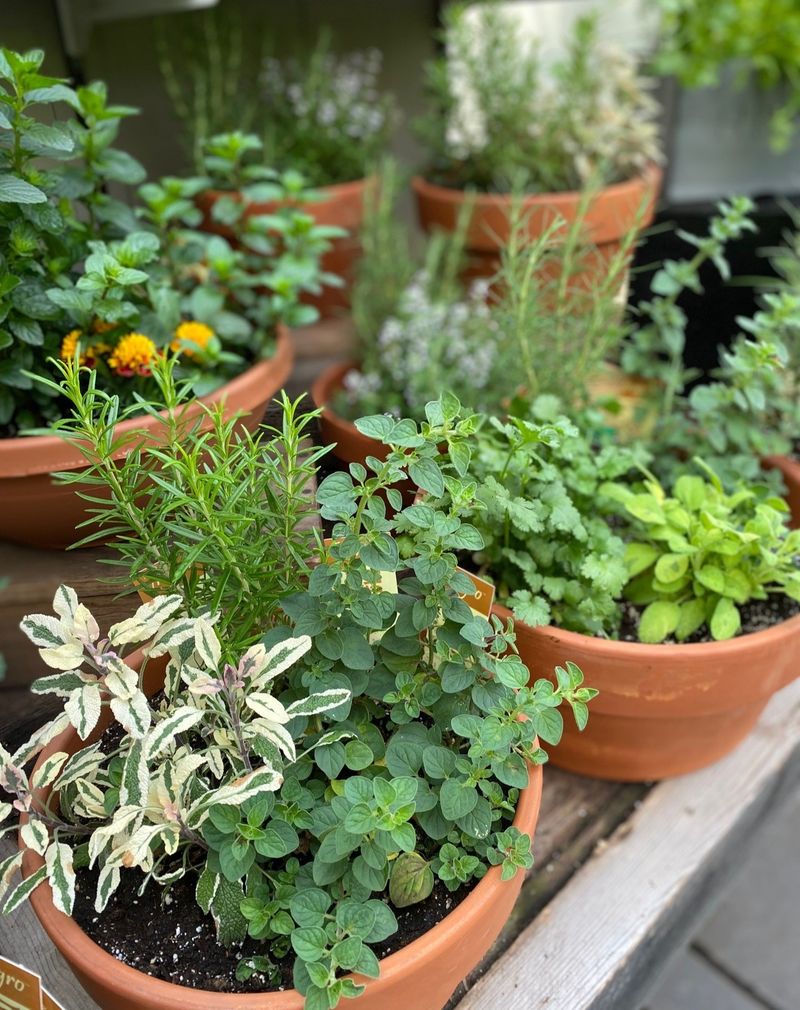Herbs