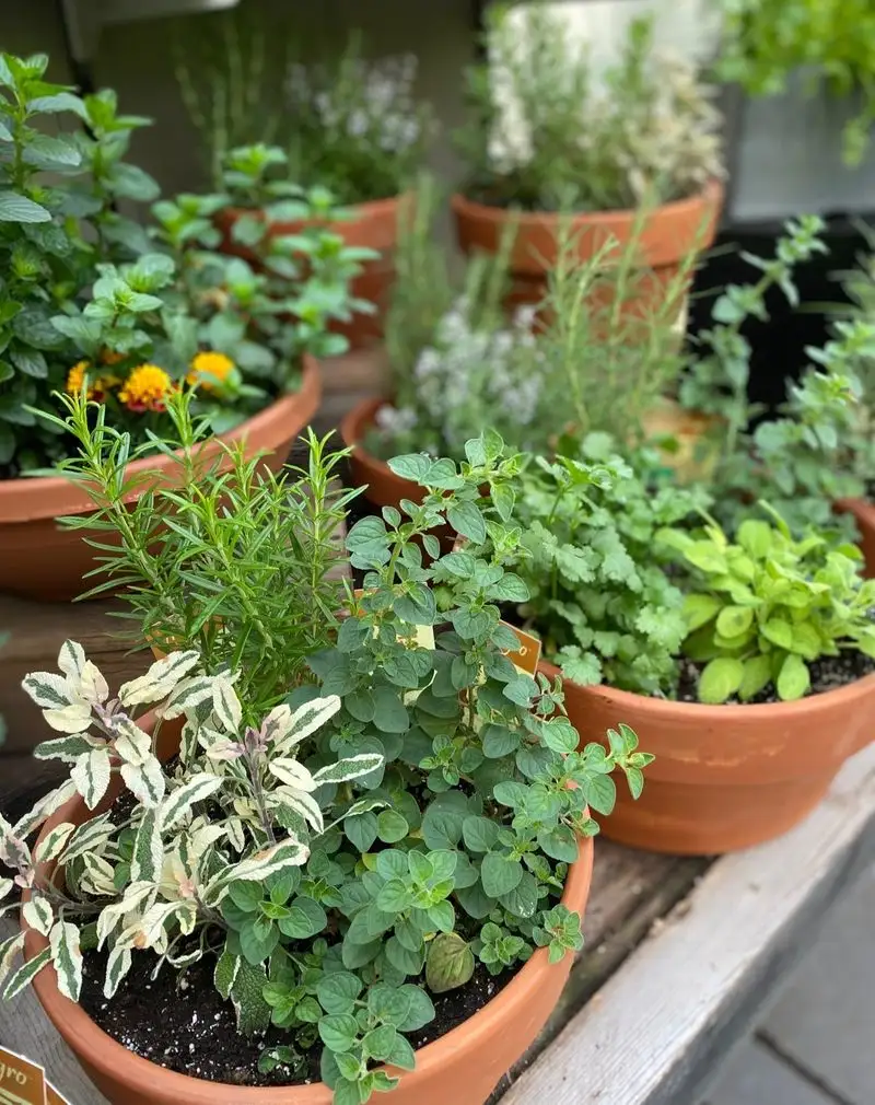 Herbs