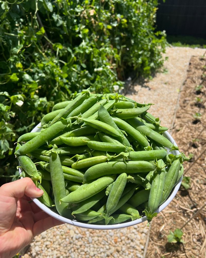 Leaning Tower of Peas
