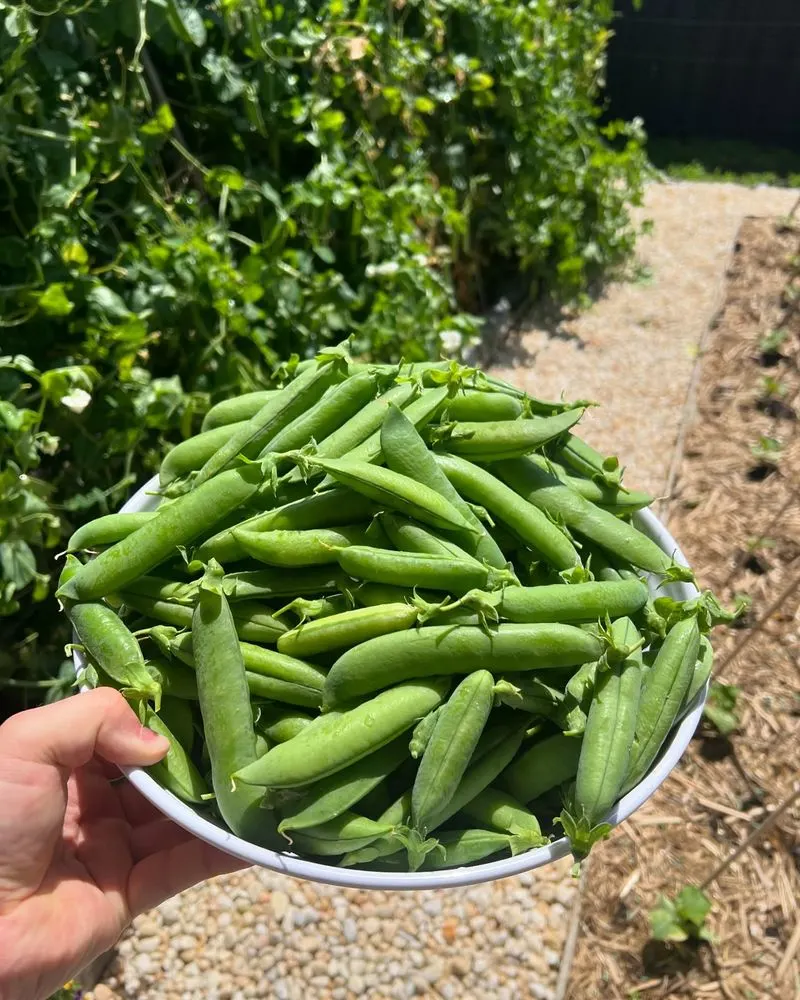 Leaning Tower of Peas