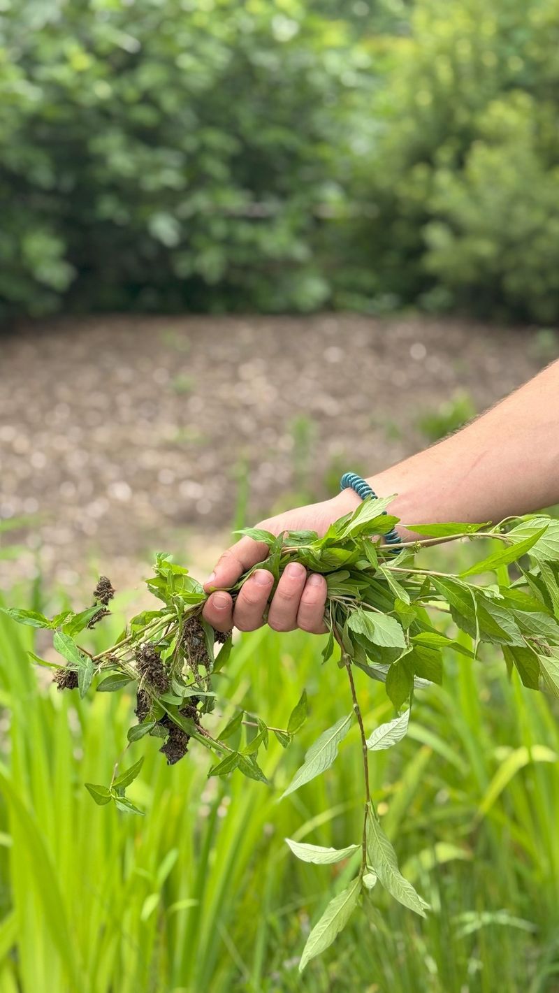 Leaving Weeds Unchecked