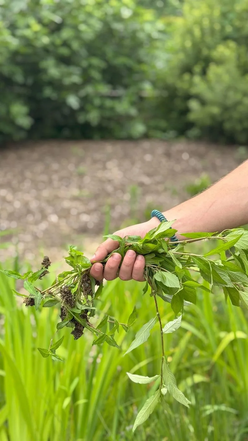 Leaving Weeds Unchecked