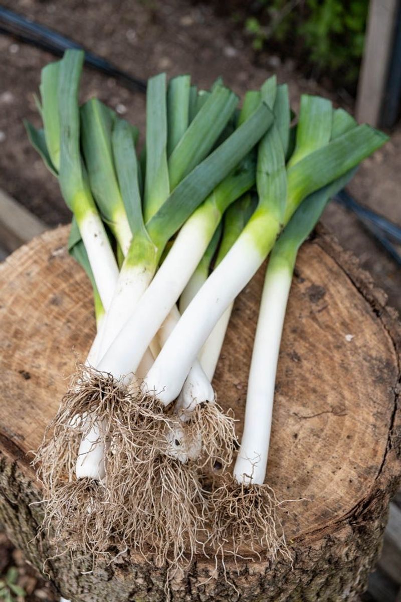 Leeks