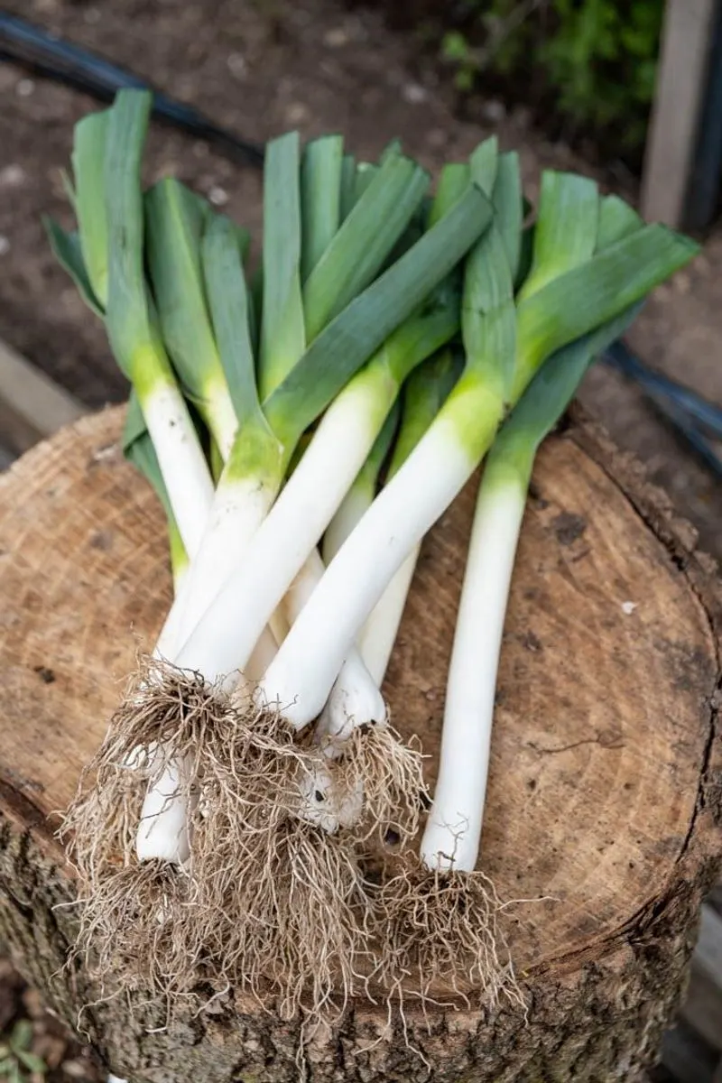 Leeks