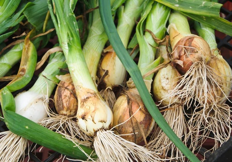Leeks