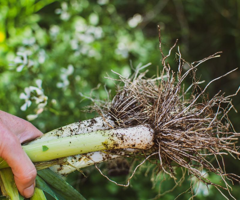 Leeks