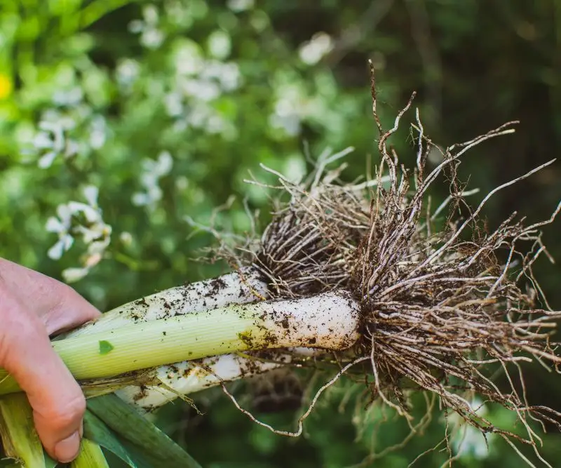 Leeks