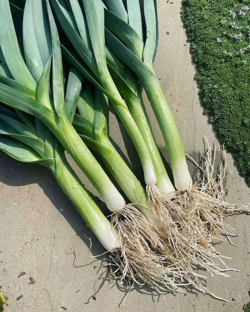 Leeks
