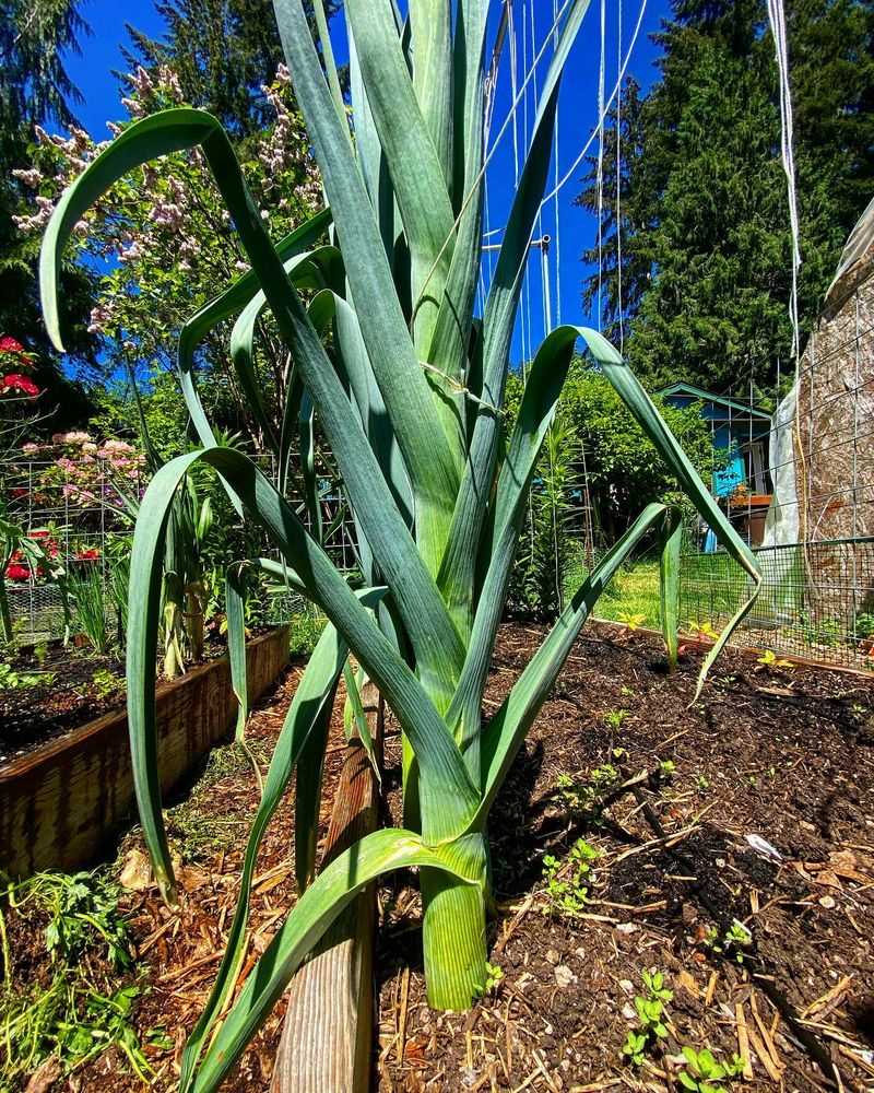 Leeks