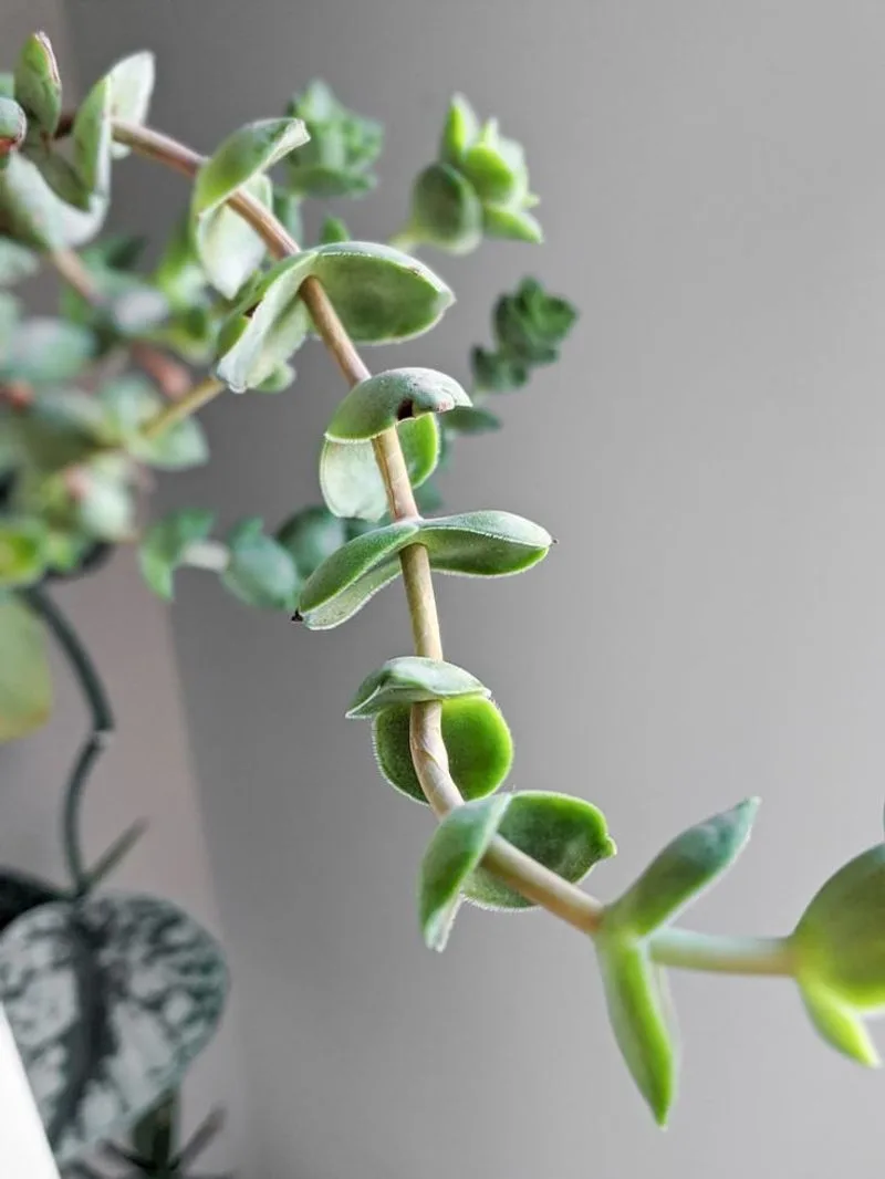 Leggy Growth