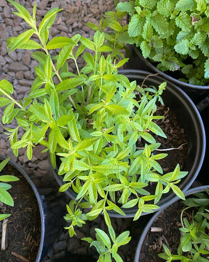 Lemon Balm