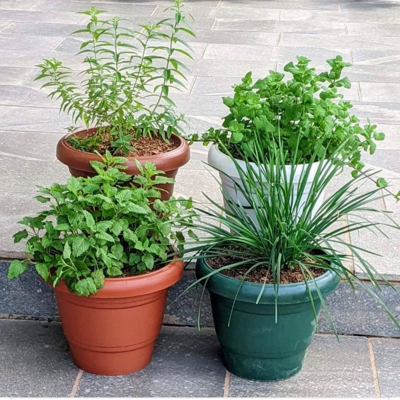 Lemon Balm