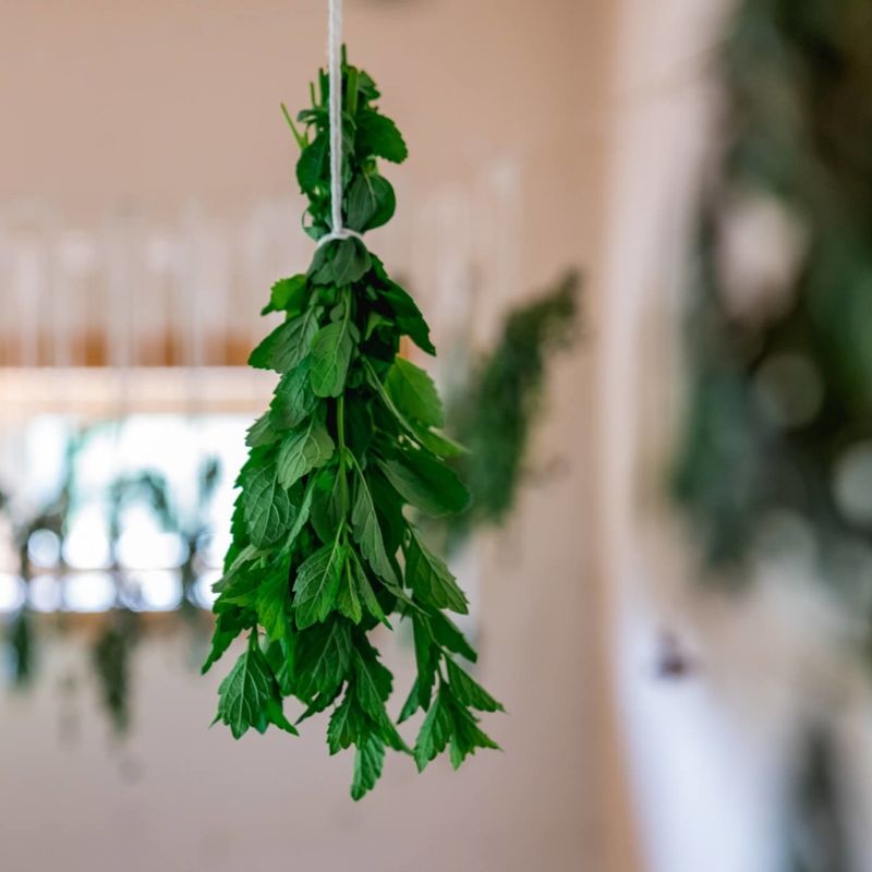 Lemon Balm