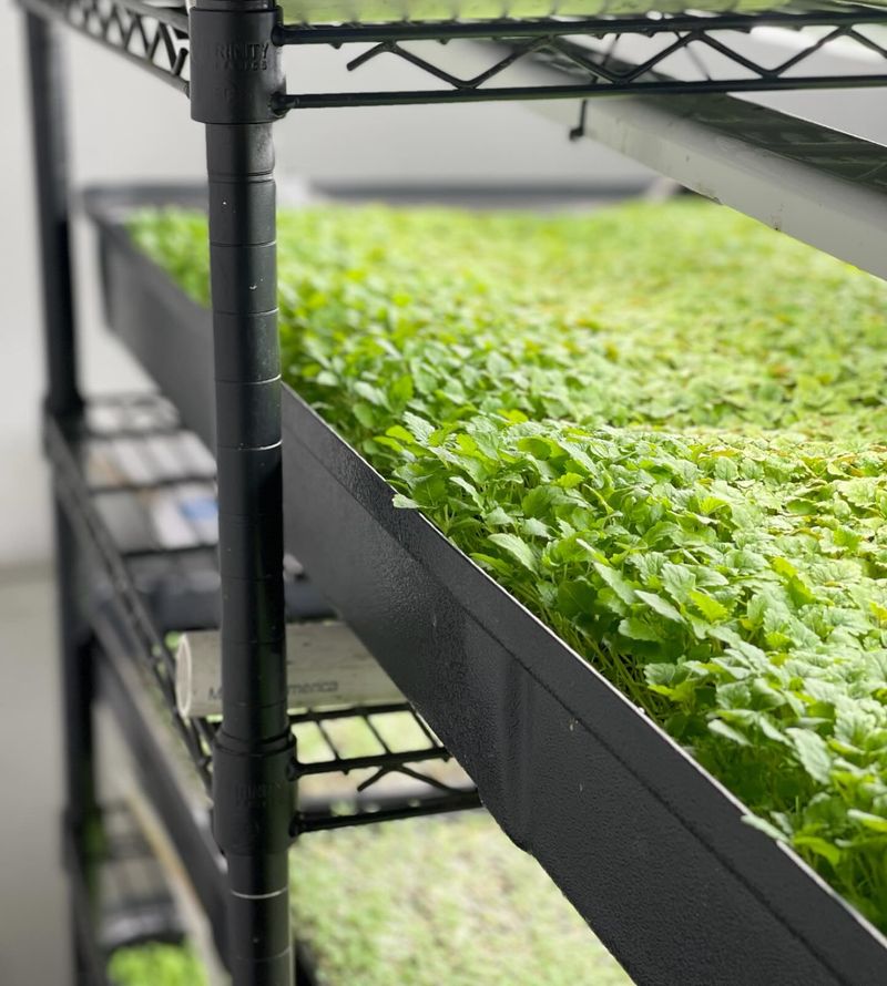 Lemon Balm