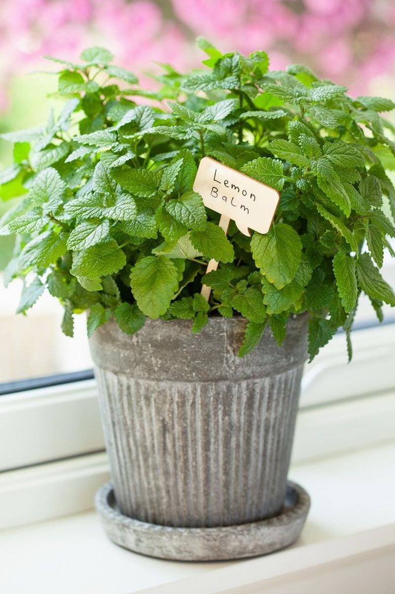 Lemon Balm
