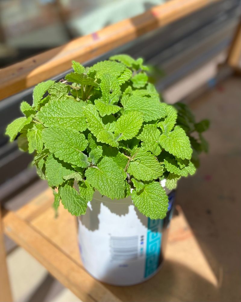 Lemon Balm