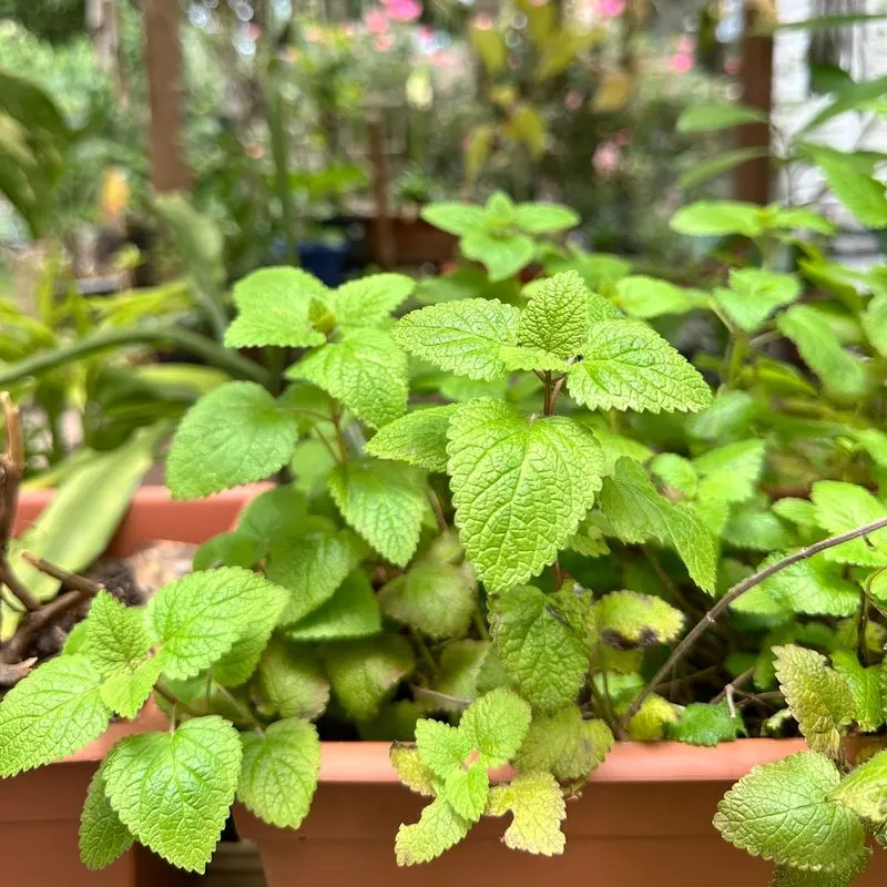 Lemon Balm