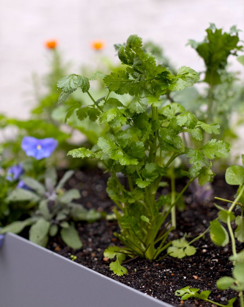 Cilantro