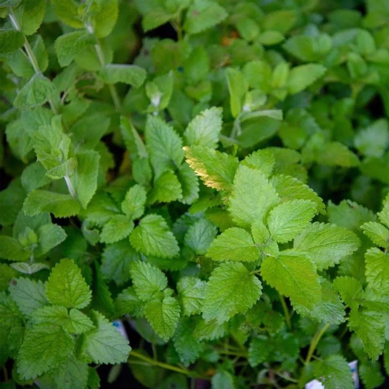 Lemon Balm: Mood Lifter