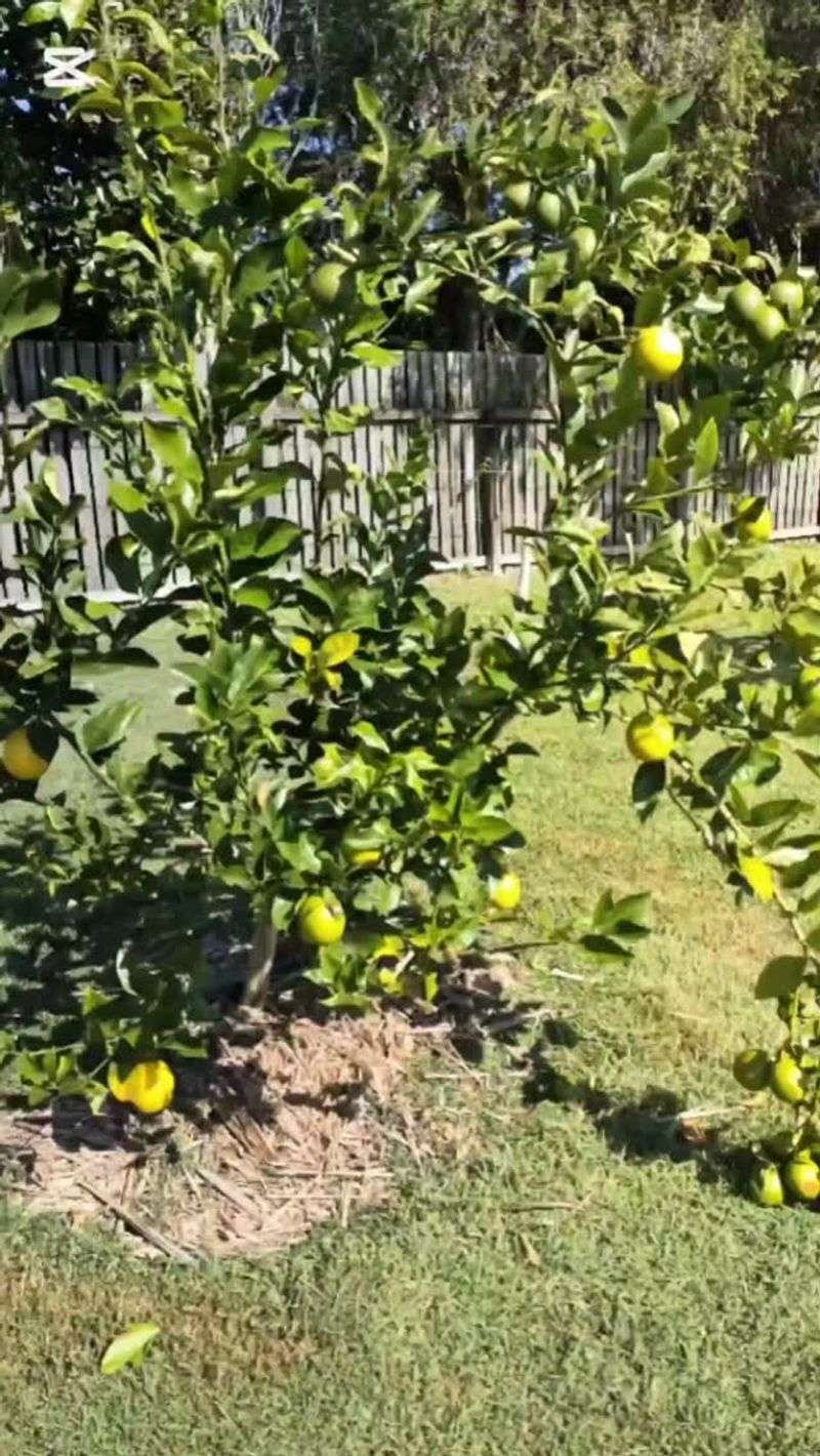 Lemon Seed Experiment
