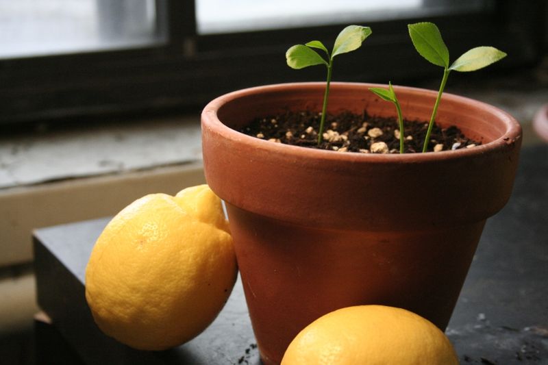 Lemon Seeds
