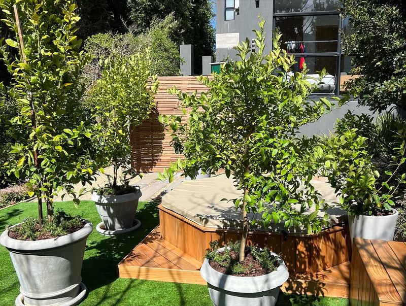 Lemon Tree