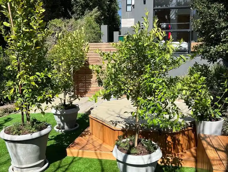 Lemon Tree