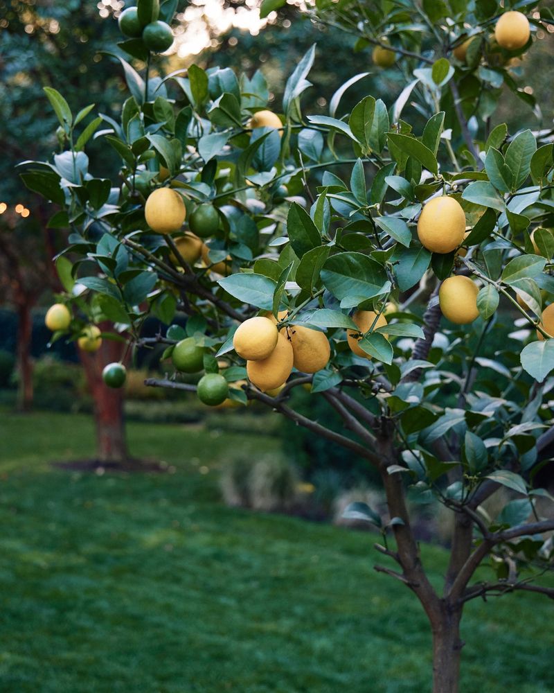 Lemon Tree