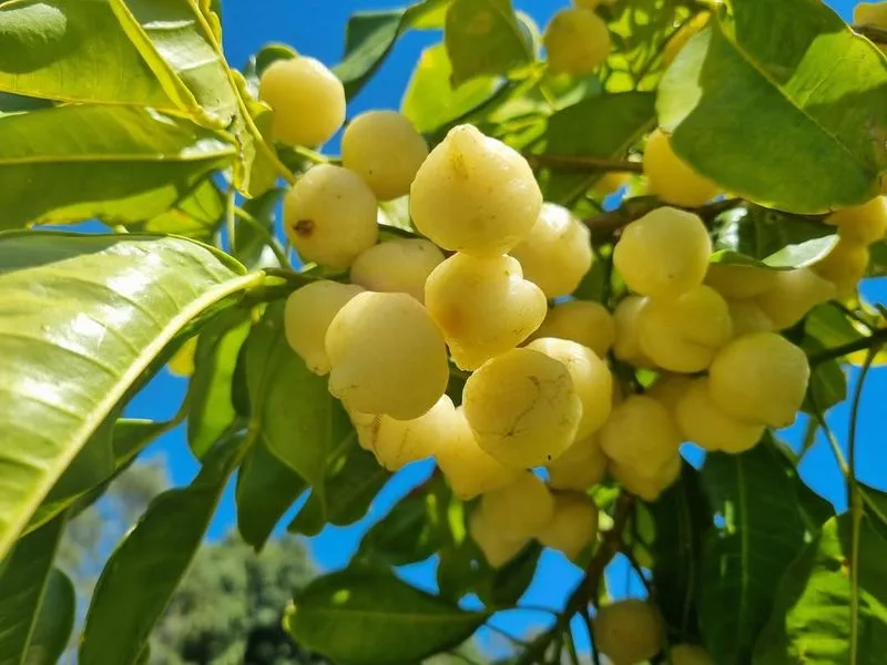 Lemon