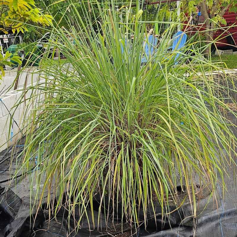 Lemongrass