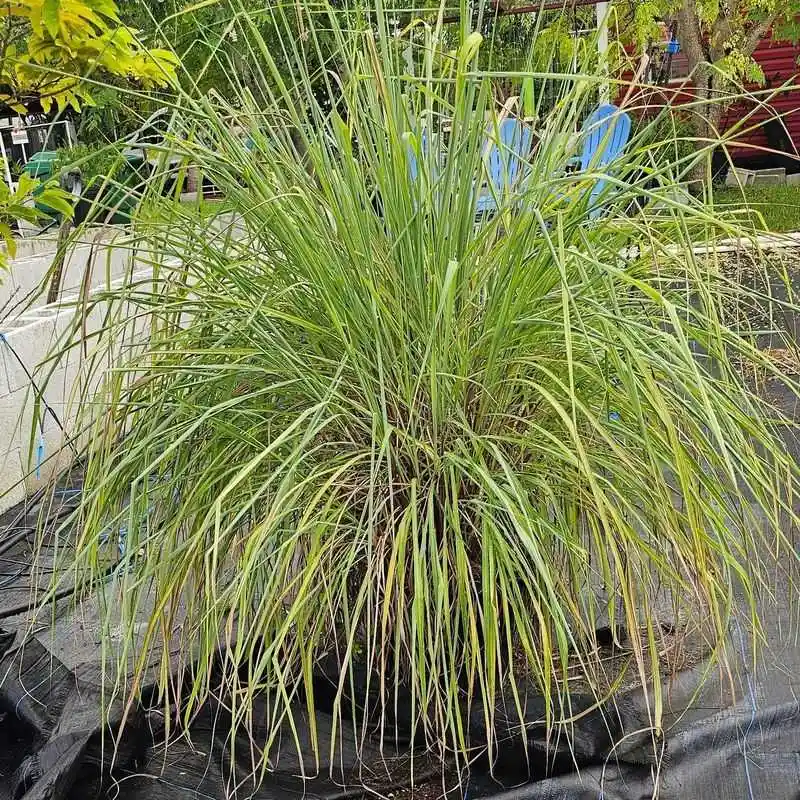 Lemongrass