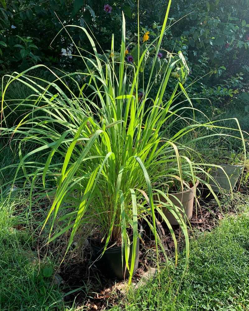 Lemongrass